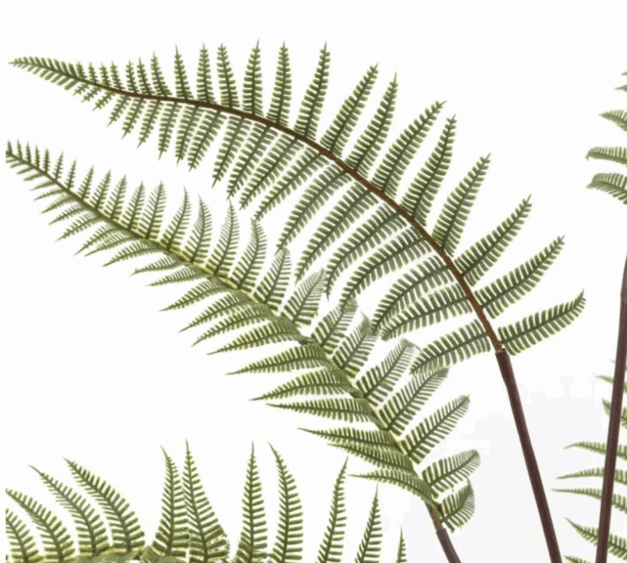 tall fern in textured grey ceramic pot