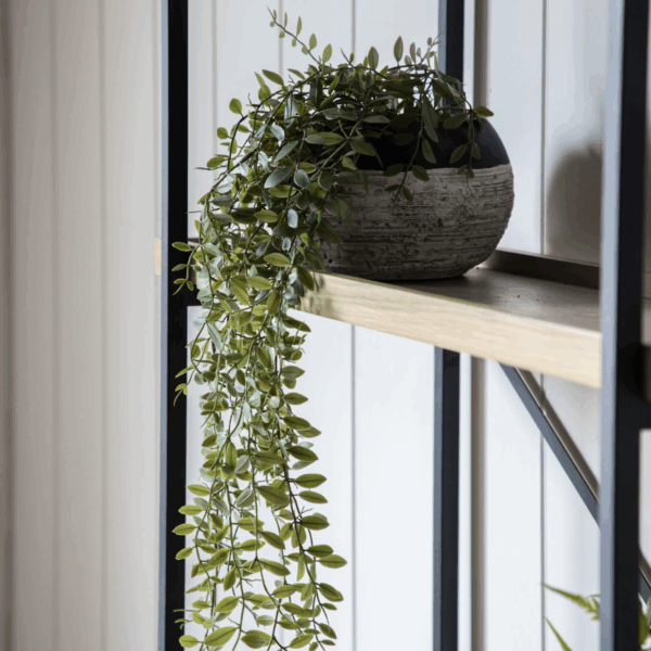 trailing fern in soil green