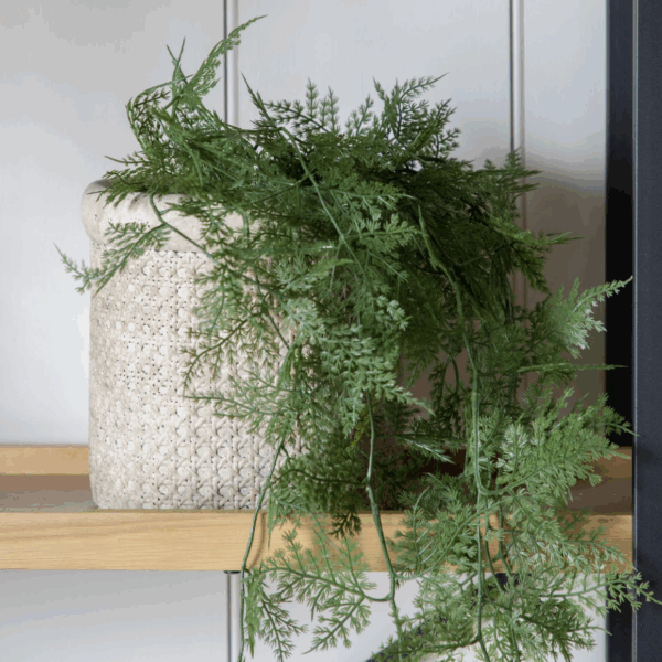trailing wood fern in soil green