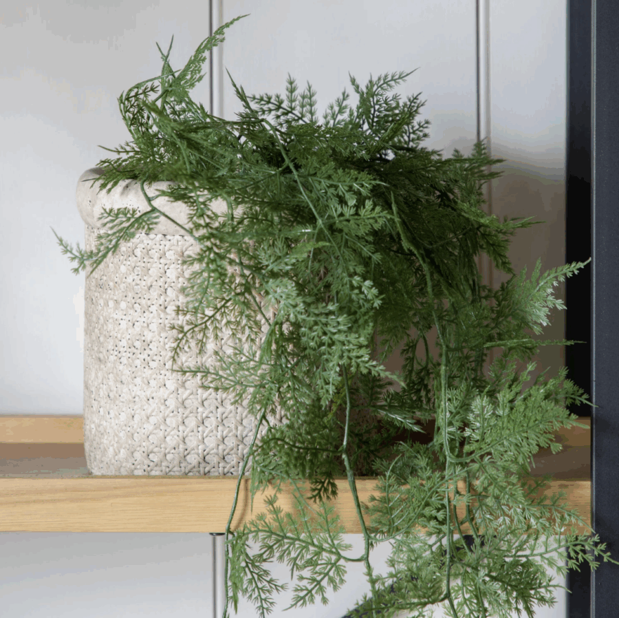 trailing wood fern in soil green