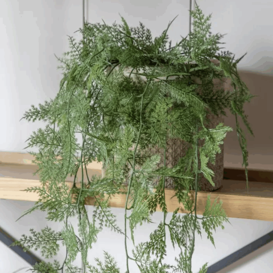 trailing wood fern in soil green