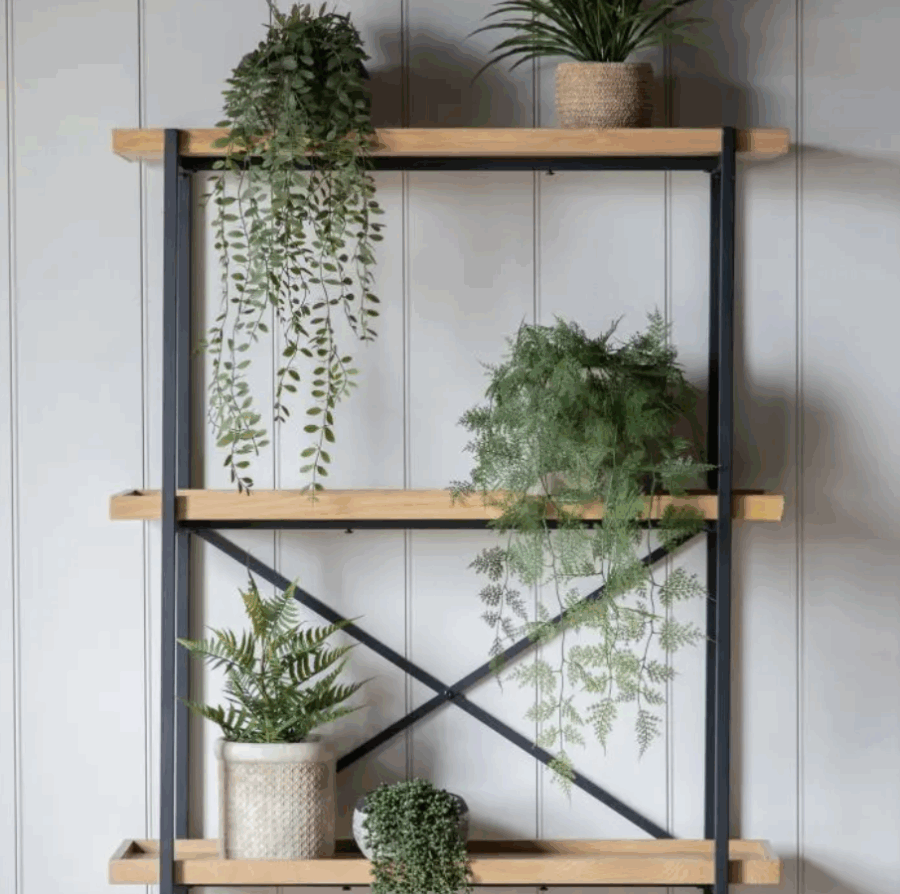 trailing wood fern in soil green