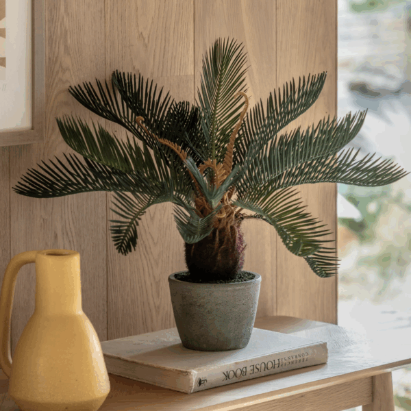 wide palm in concrete pot
