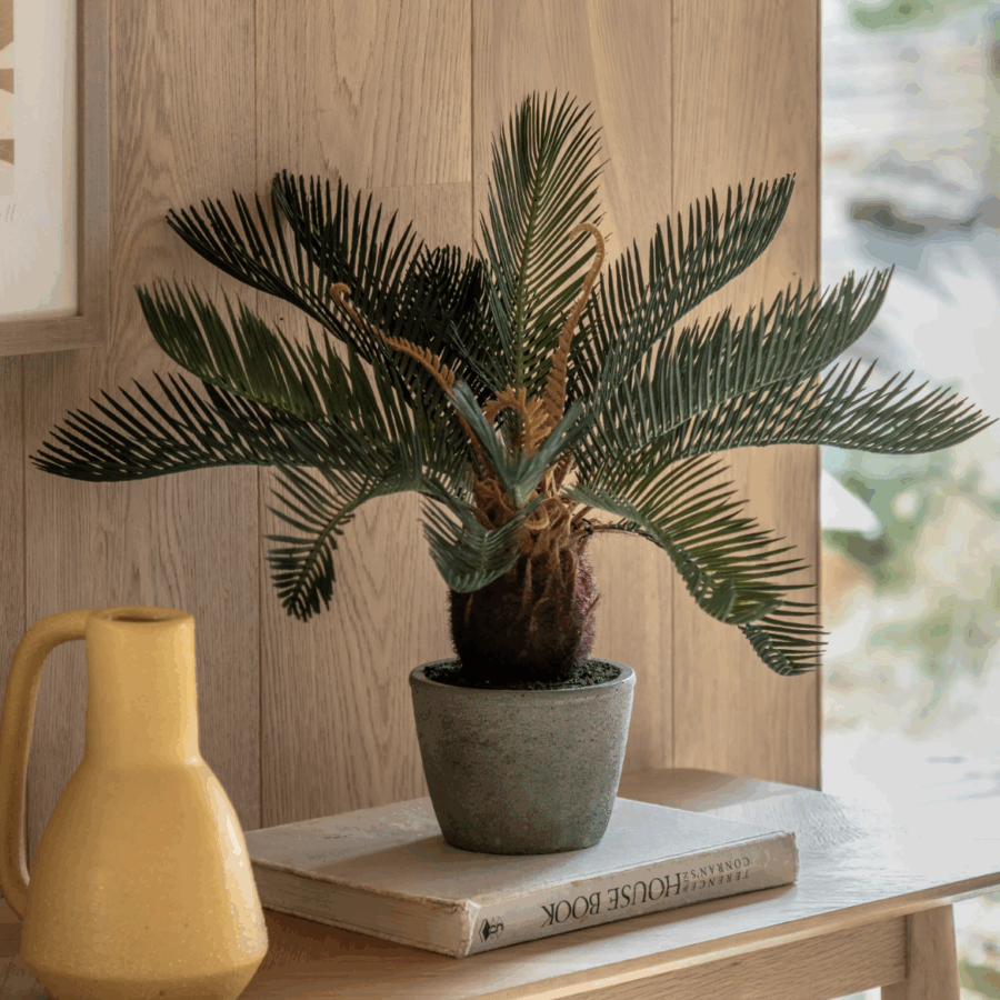 wide palm in concrete pot