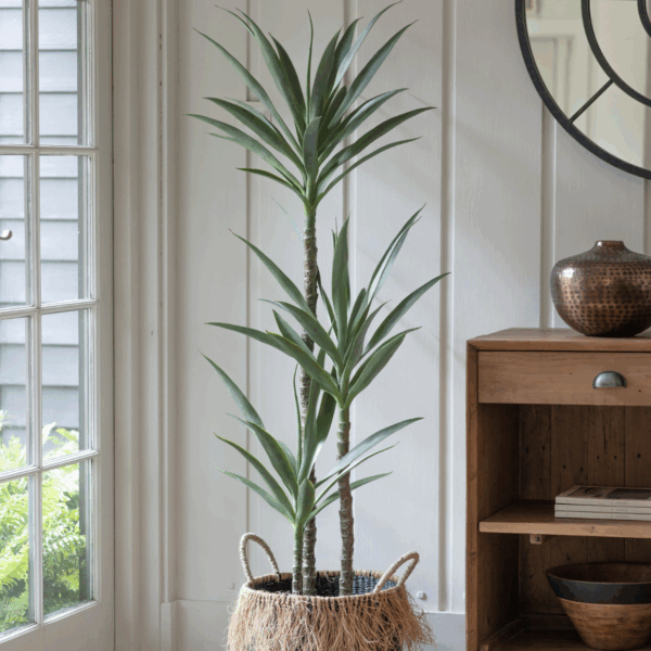 yucca tree small