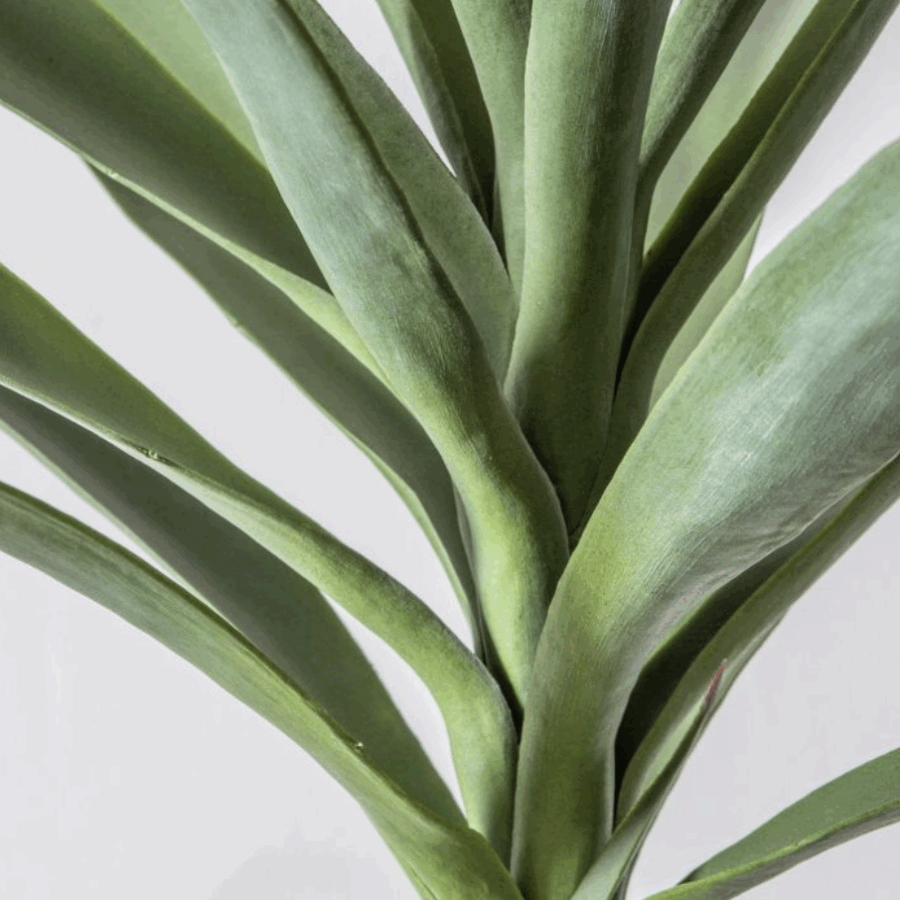 yucca tree small