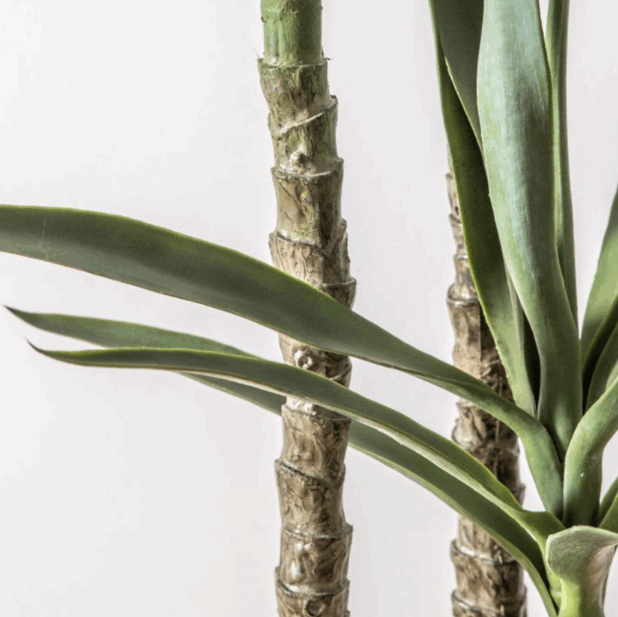 yucca tree small